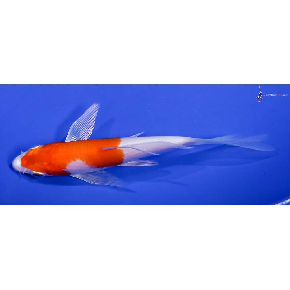 4.5” Imported Hariwake Butterfly Koi