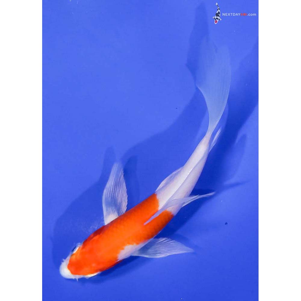 4.5” Imported Hariwake Butterfly Koi