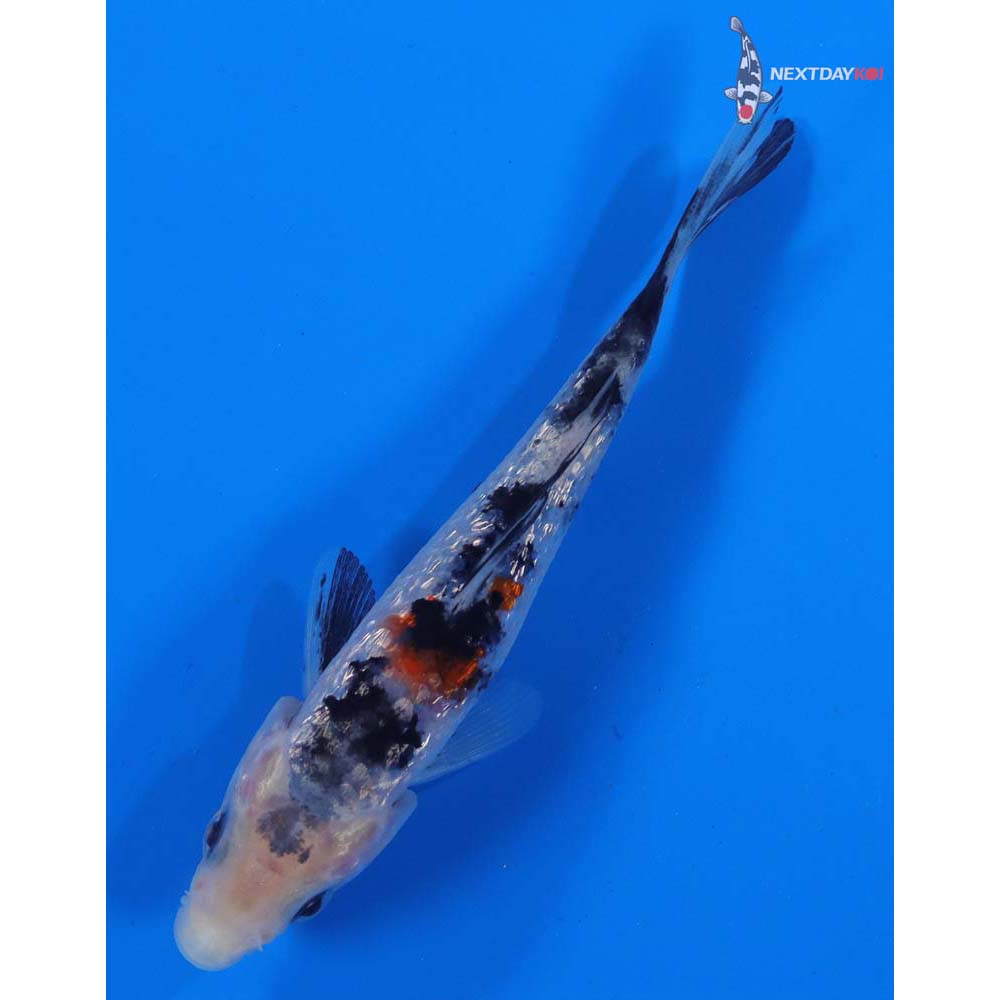 4” Imported Gin Rin Sanke