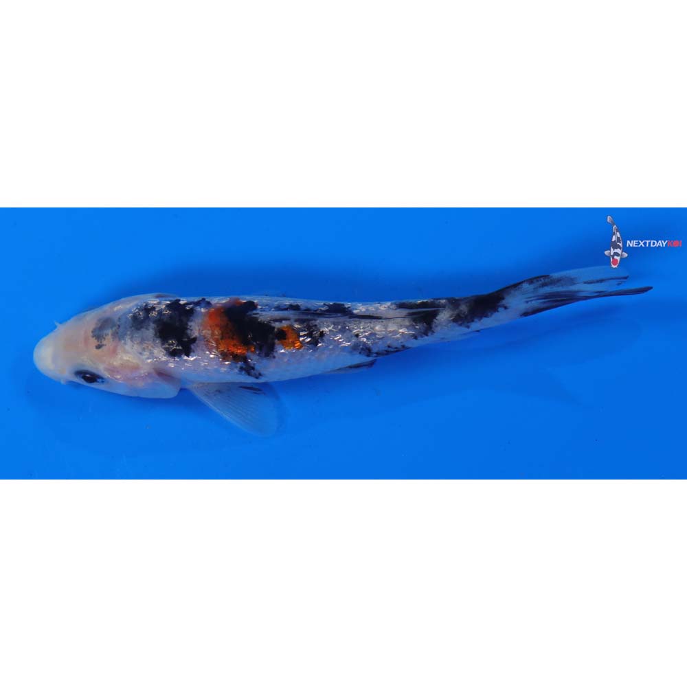 4” Imported Gin Rin Sanke