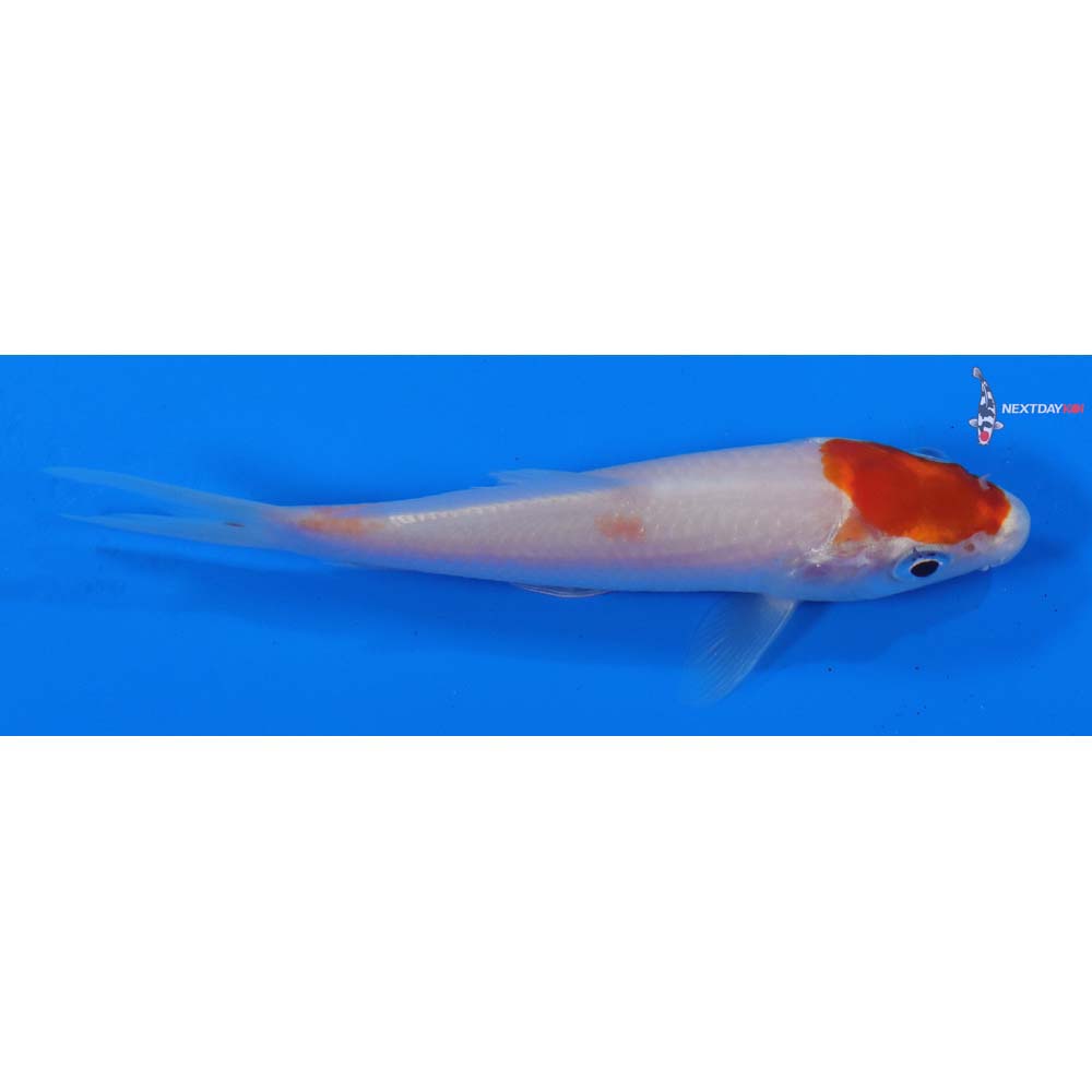 3.5” Imported Kohaku