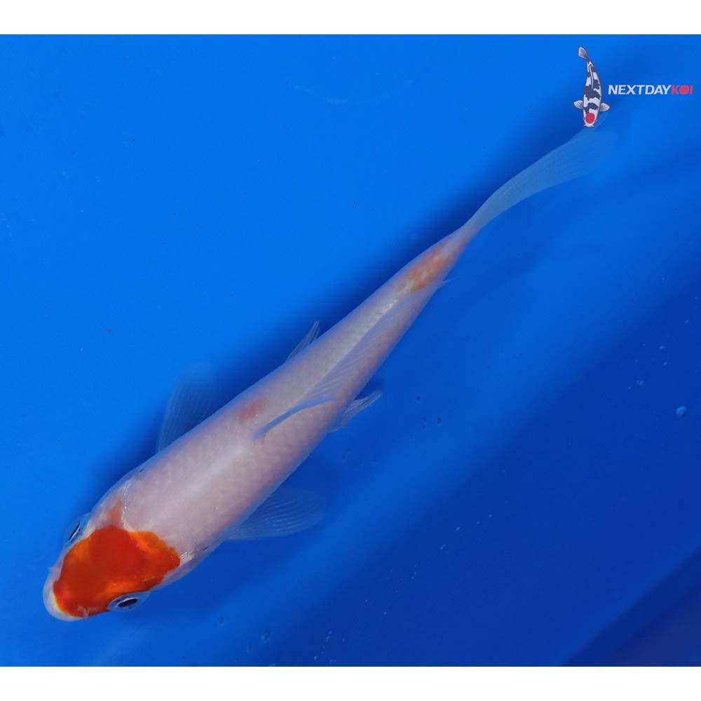 3.5” Imported Kohaku