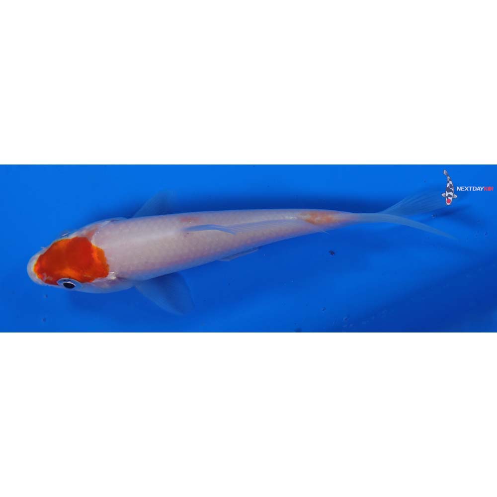 3.5” Imported Kohaku