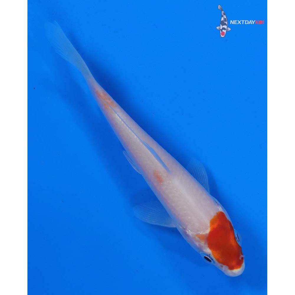 3.5” Imported Kohaku