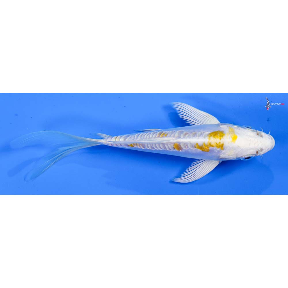 5” Imported Doitsu Lemon Hariwake Butterfly Koi