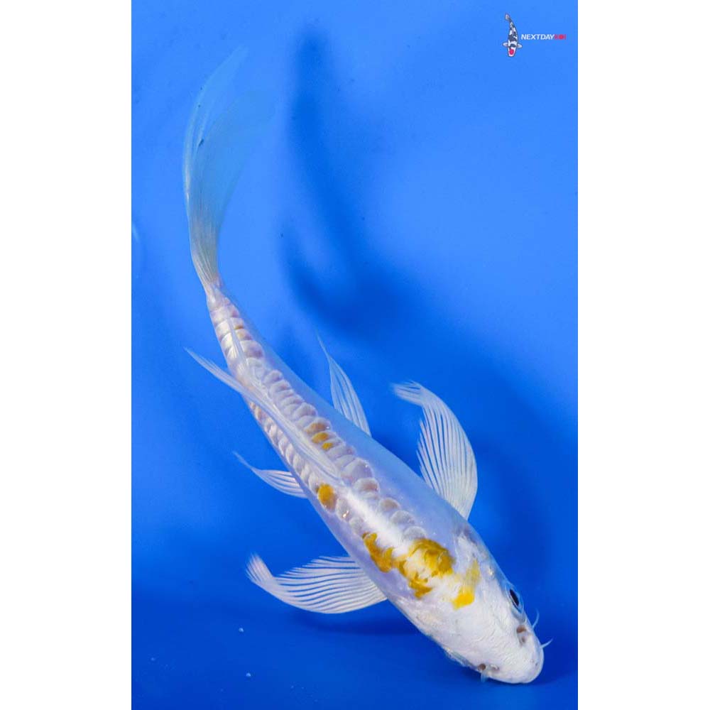 5” Imported Doitsu Lemon Hariwake Butterfly Koi
