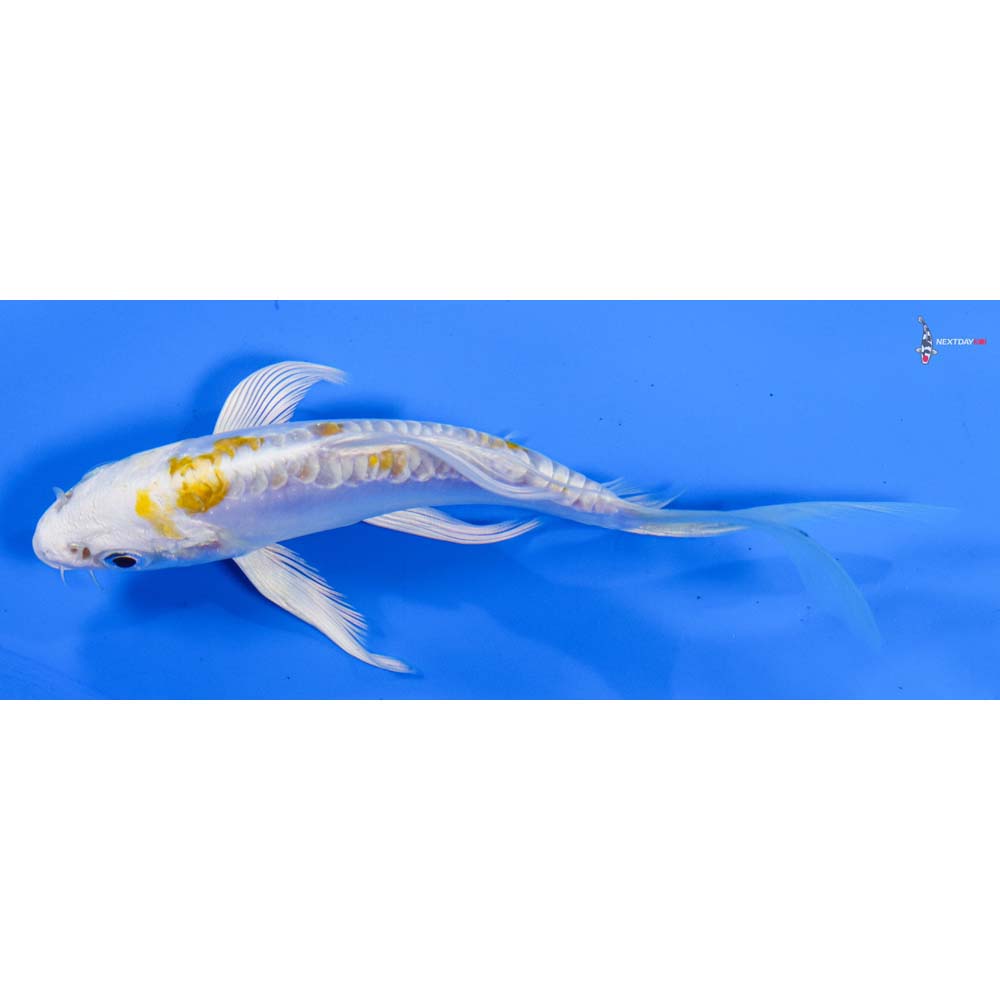 5” Imported Doitsu Lemon Hariwake Butterfly Koi