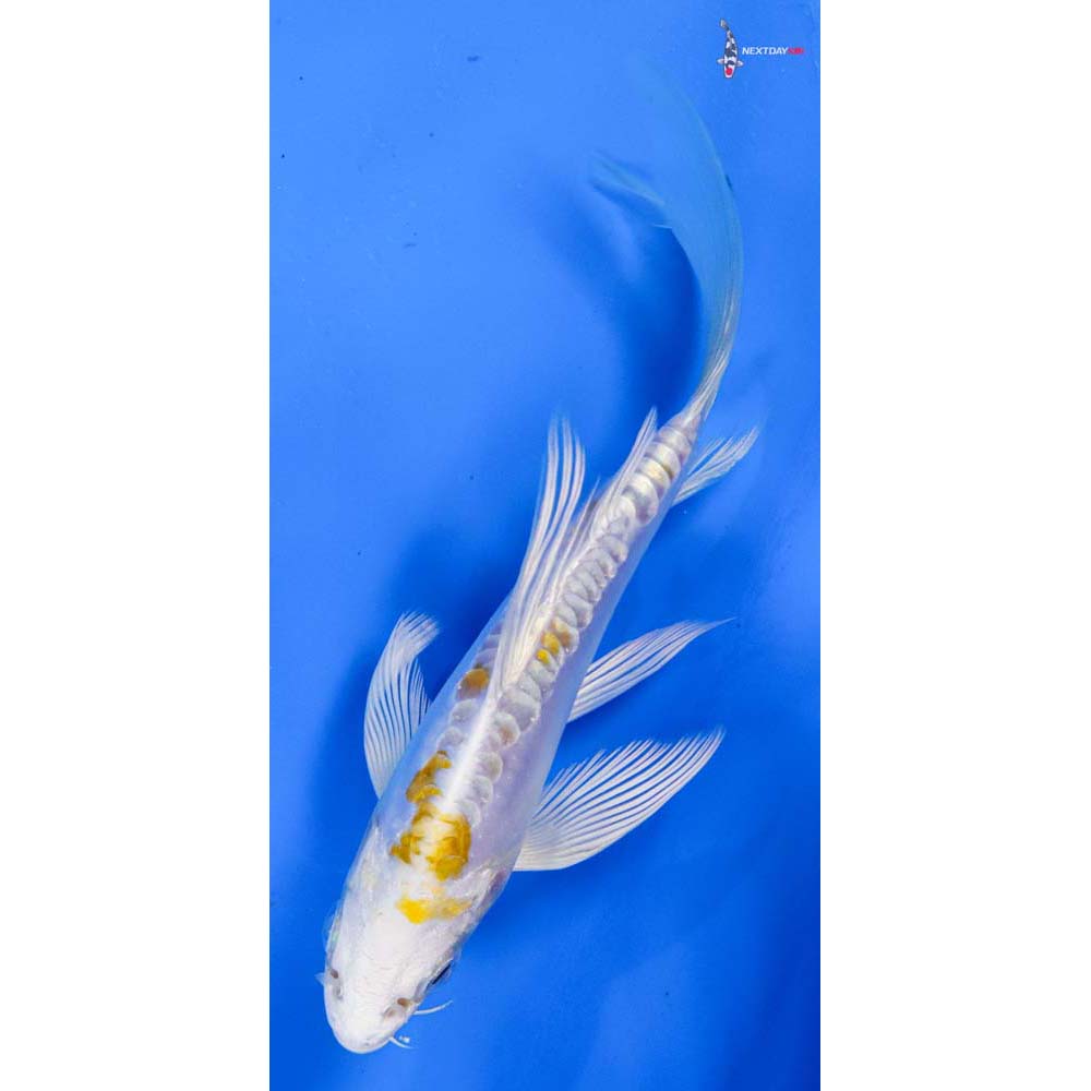 5” Imported Doitsu Lemon Hariwake Butterfly Koi