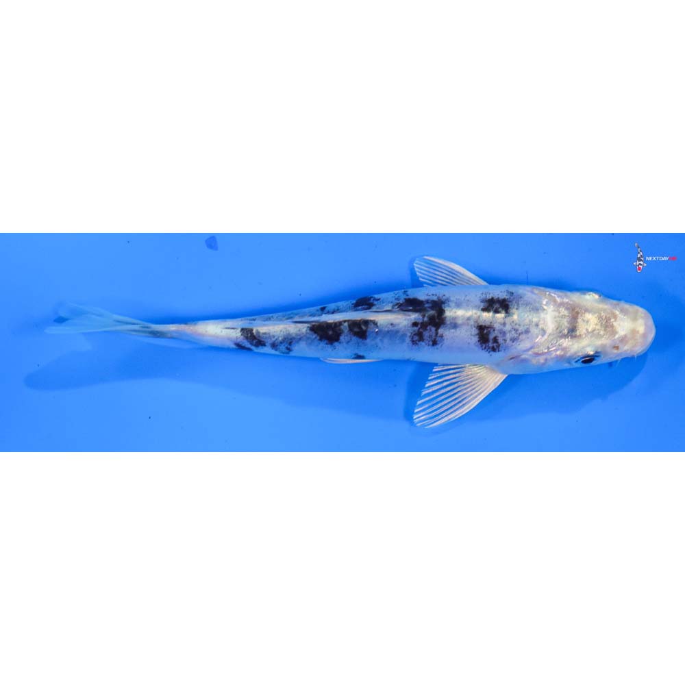 5.5” Imported Doitsu Gin Shiro Bekko
