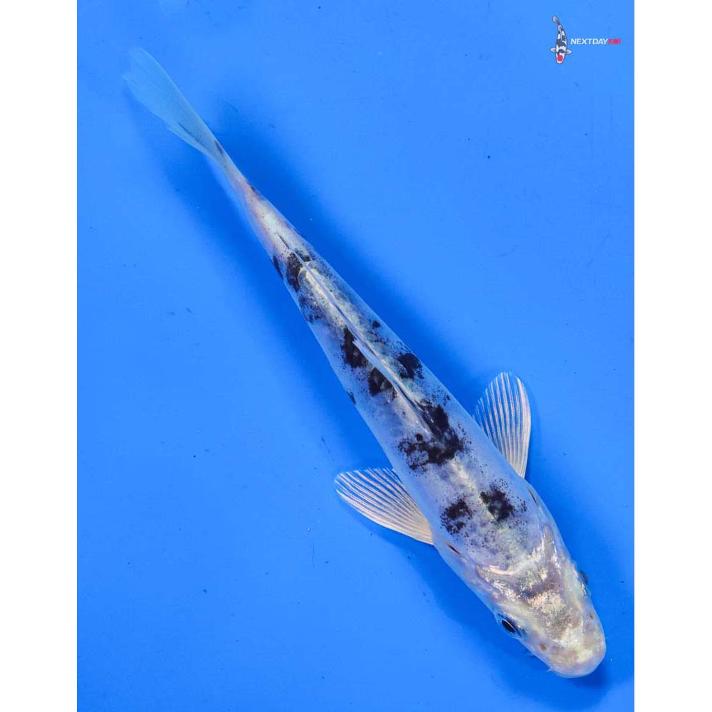5.5” Imported Doitsu Gin Shiro Bekko