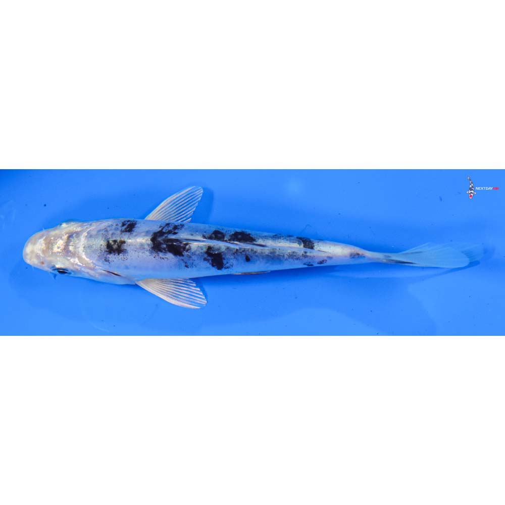 5.5” Imported Doitsu Gin Shiro Bekko