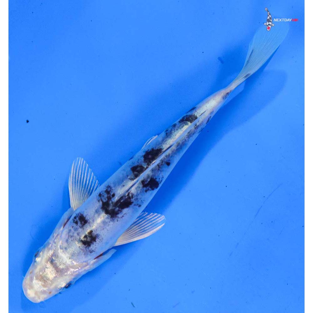 5.5” Imported Doitsu Gin Shiro Bekko