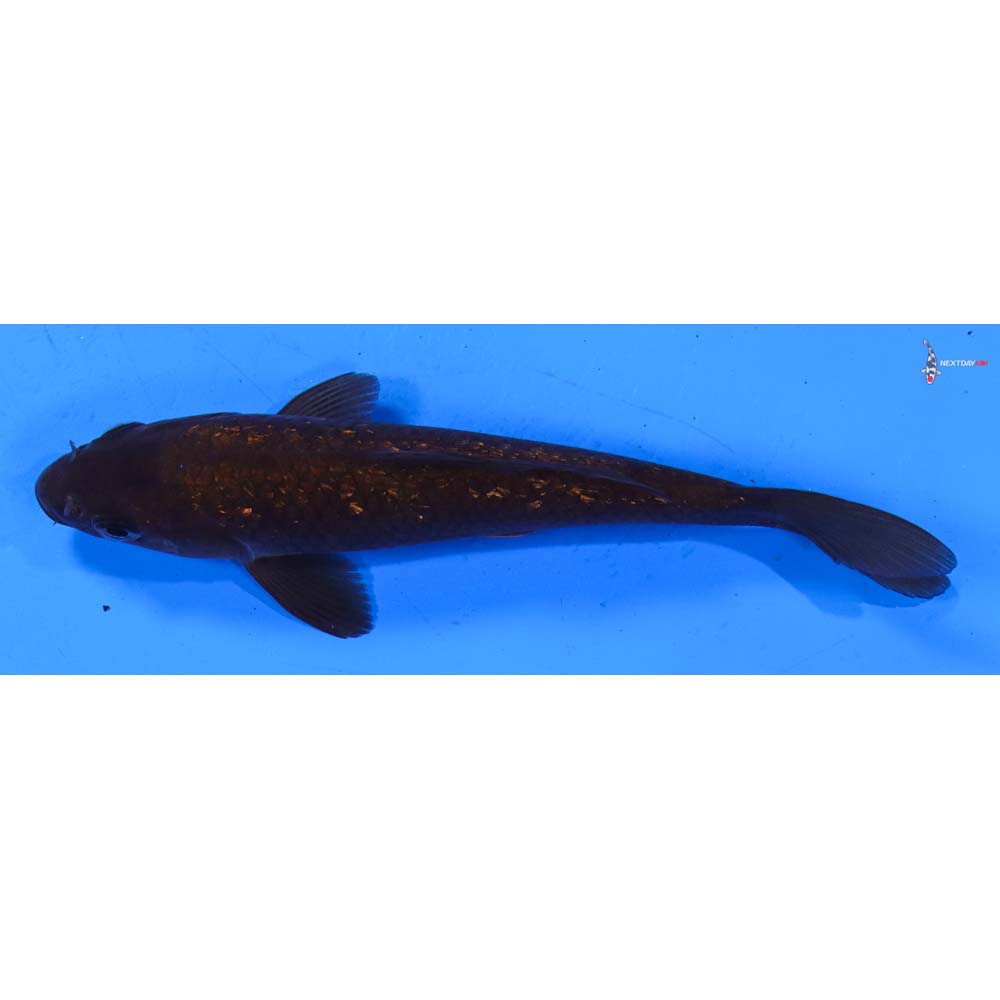 5.5” Imported Gin Rin Chagoi