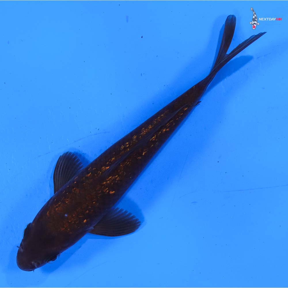 5.5” Imported Gin Rin Chagoi