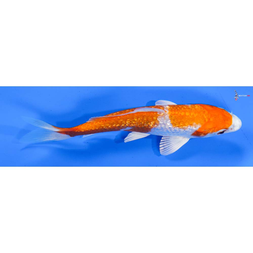 5” Imported Gin Rin Hariwake