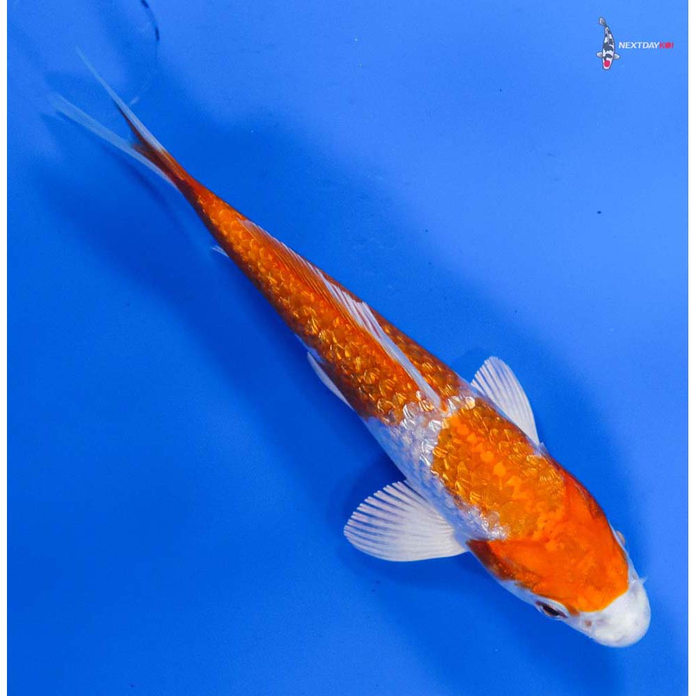 5” Imported Gin Rin Hariwake