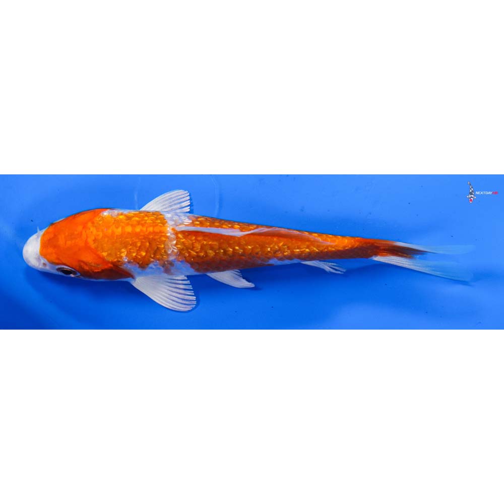 5” Imported Gin Rin Hariwake