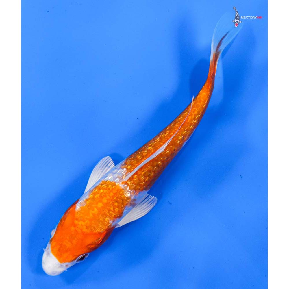 5” Imported Gin Rin Hariwake