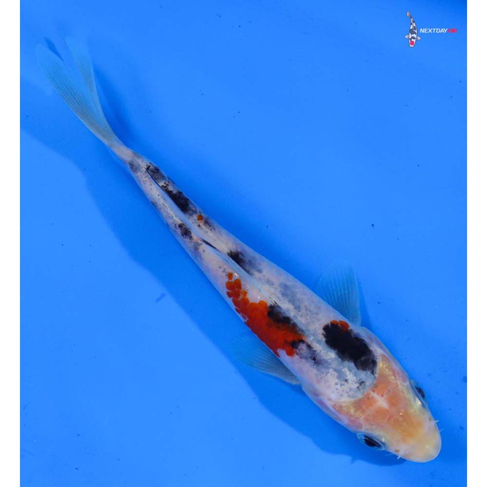5” Imported Sanke