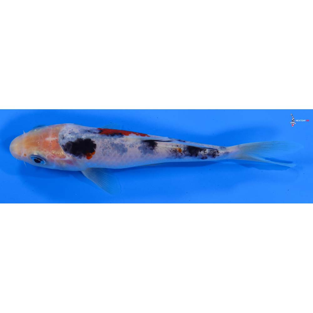 5” Imported Sanke