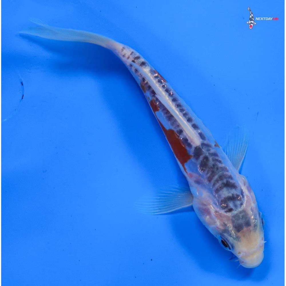 5” Imported Shusui