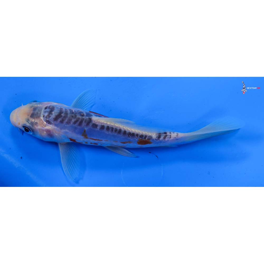 5” Imported Shusui