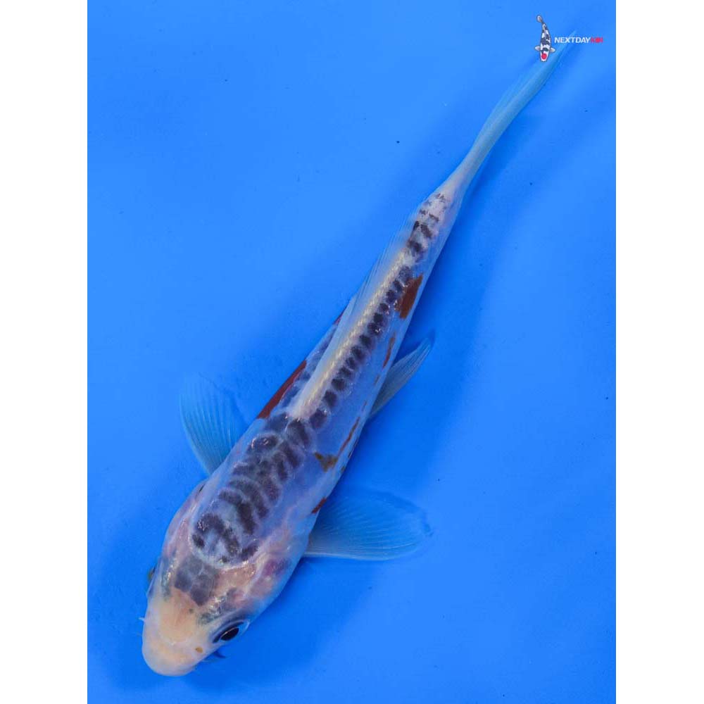 5” Imported Shusui