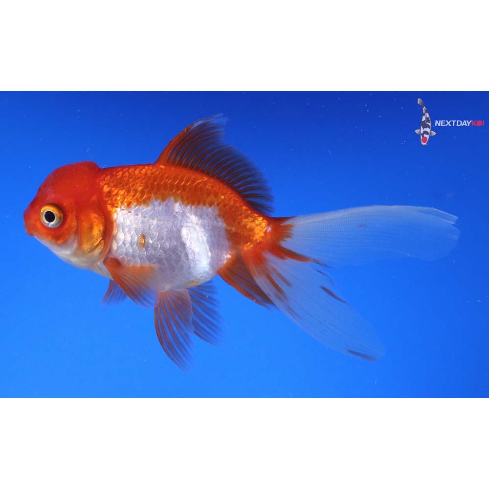 4” Imported Red and White Oranda