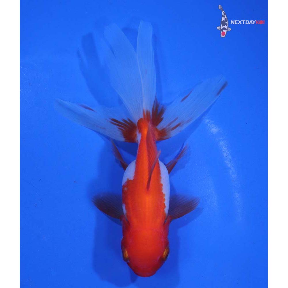 4” Imported Red and White Oranda
