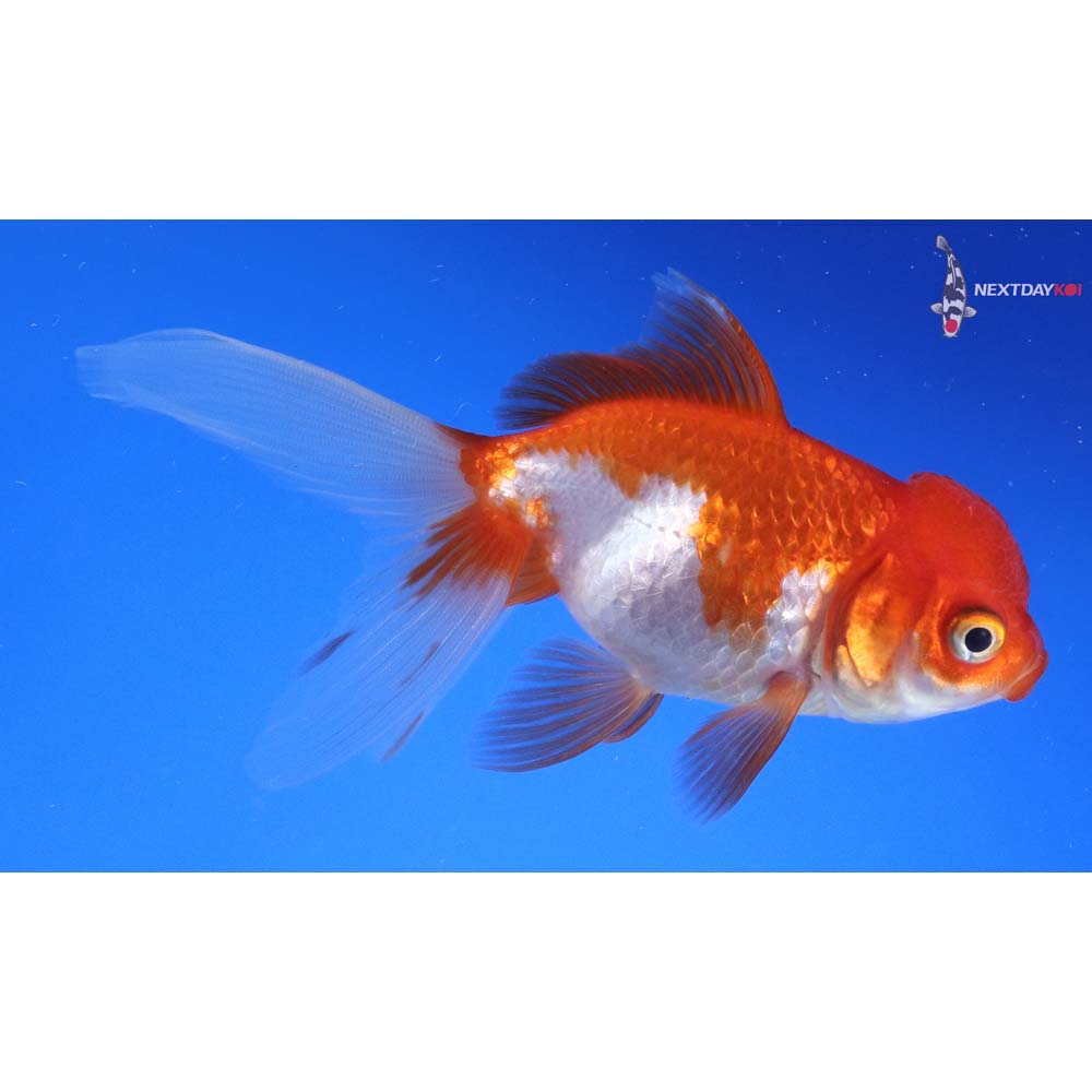 4” Imported Red and White Oranda