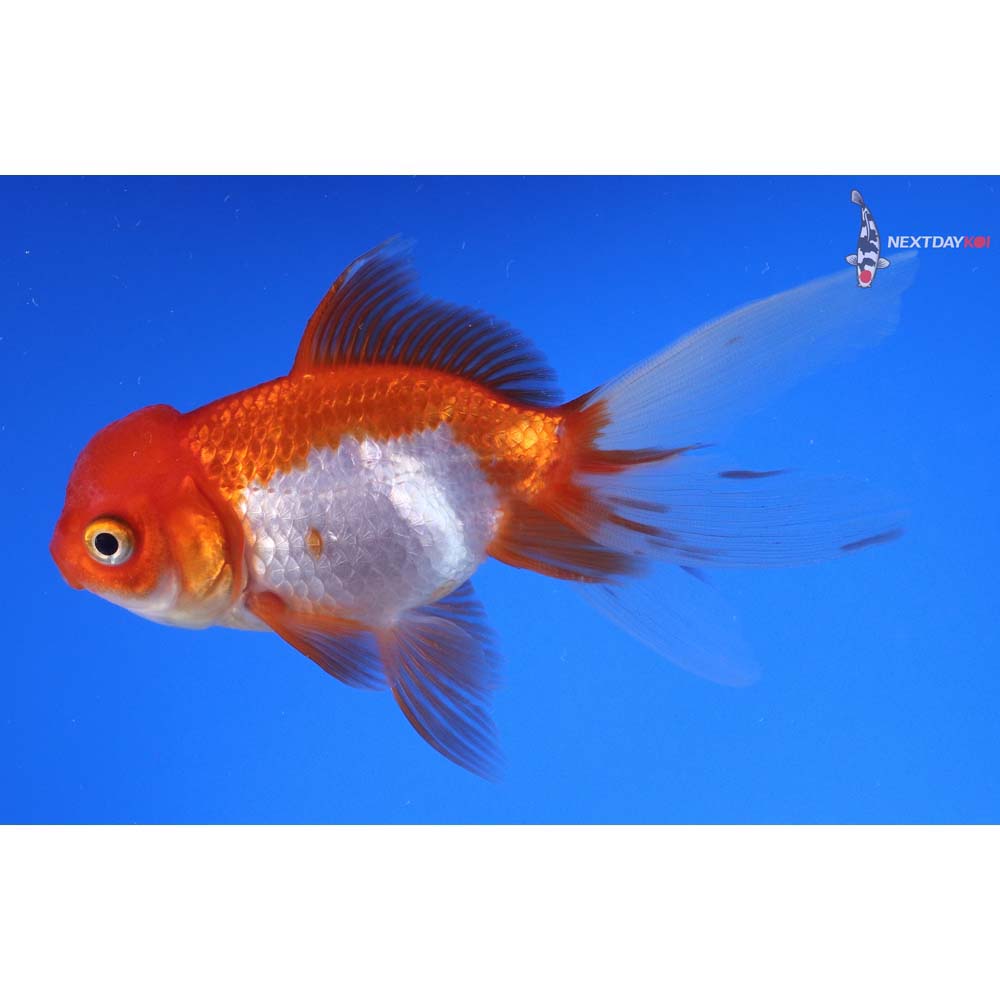 4” Imported Red and White Oranda