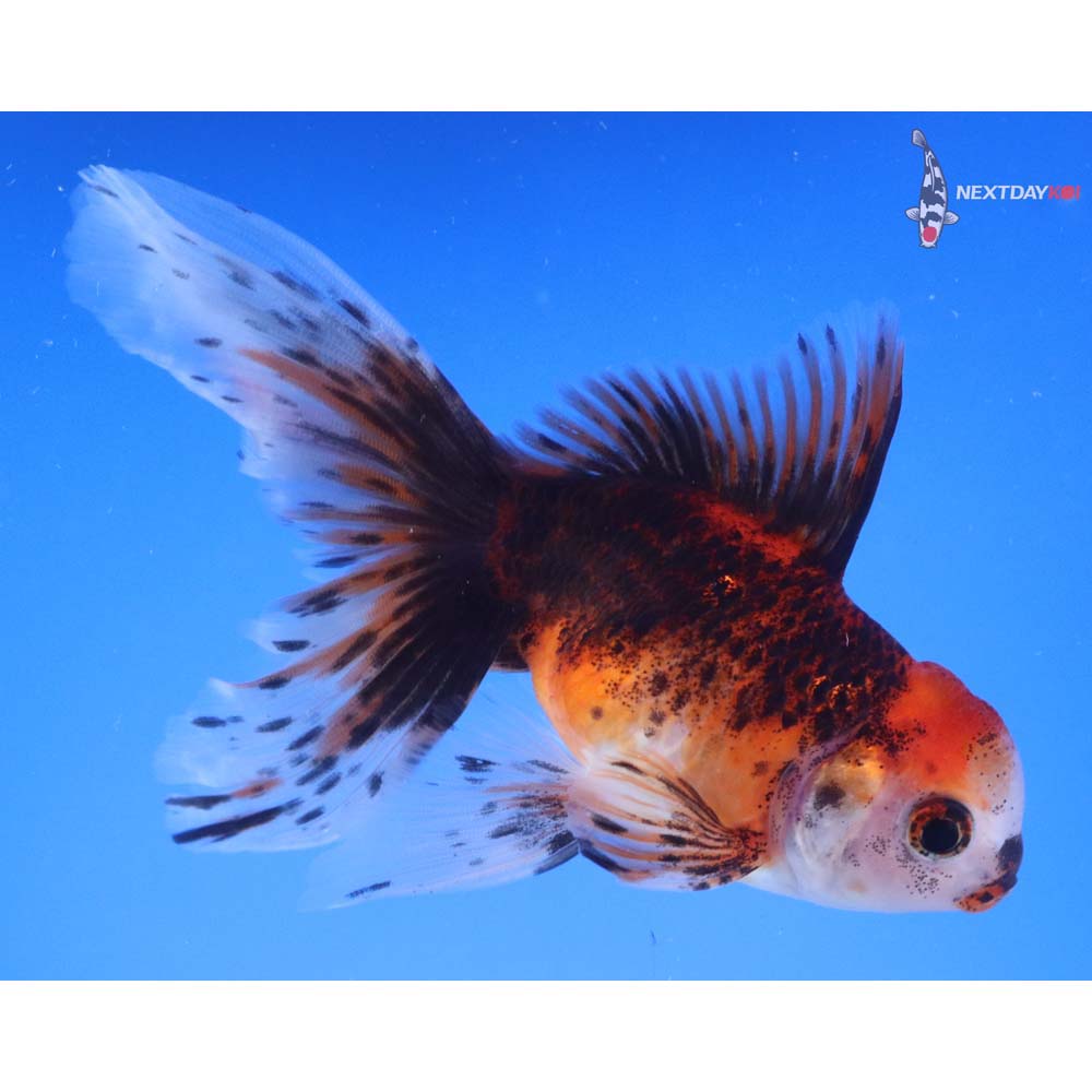 4.5” Imported Calico Oranda