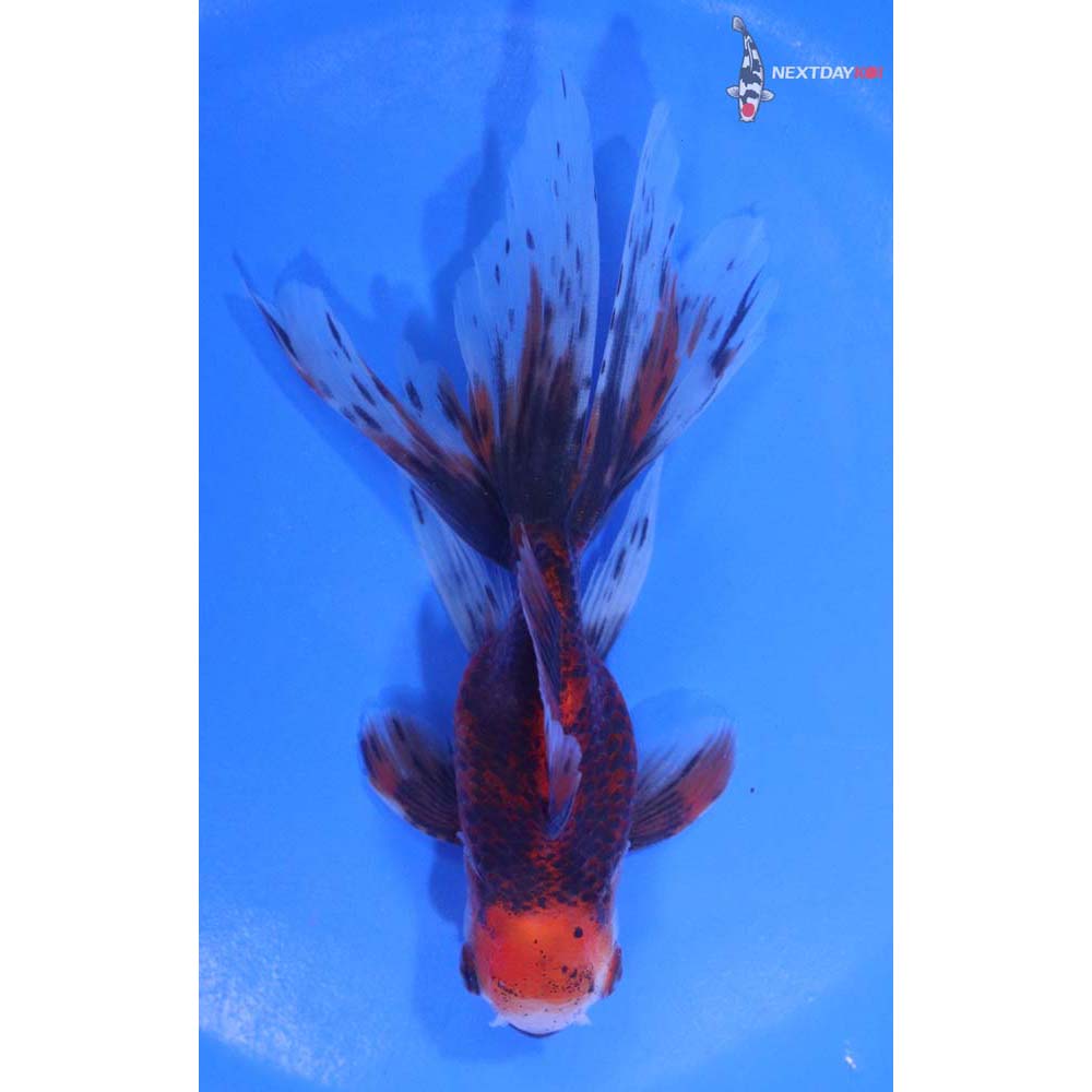 4.5” Imported Calico Oranda