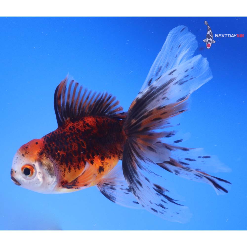 4.5” Imported Calico Oranda