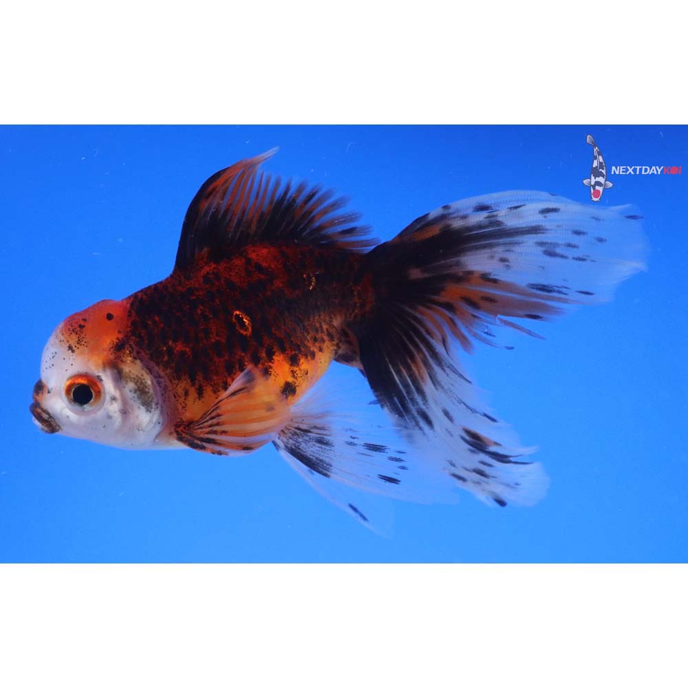 4.5” Imported Calico Oranda