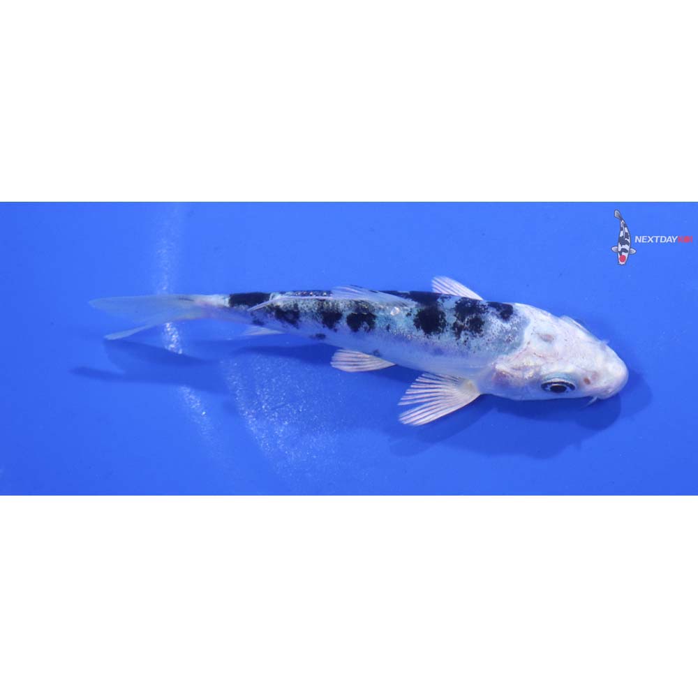 3.5” Imported Doitsu Gin Shiro Bekko