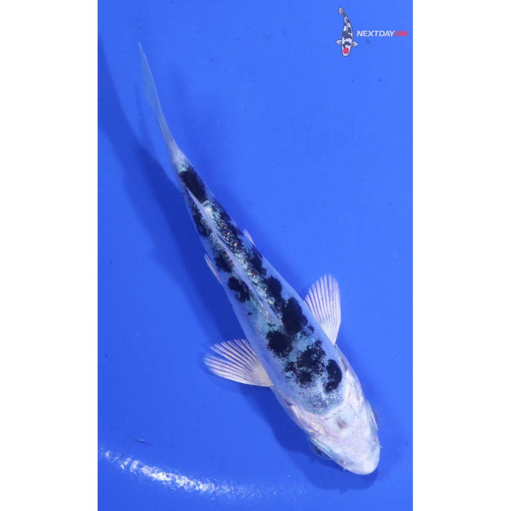 3.5” Imported Doitsu Gin Shiro Bekko