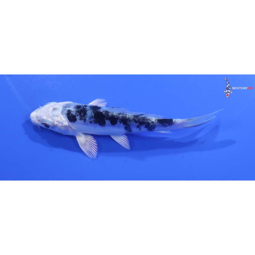 3.5” Imported Doitsu Gin Shiro Bekko