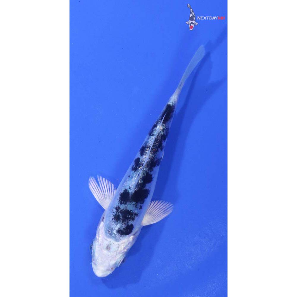 3.5” Imported Doitsu Gin Shiro Bekko