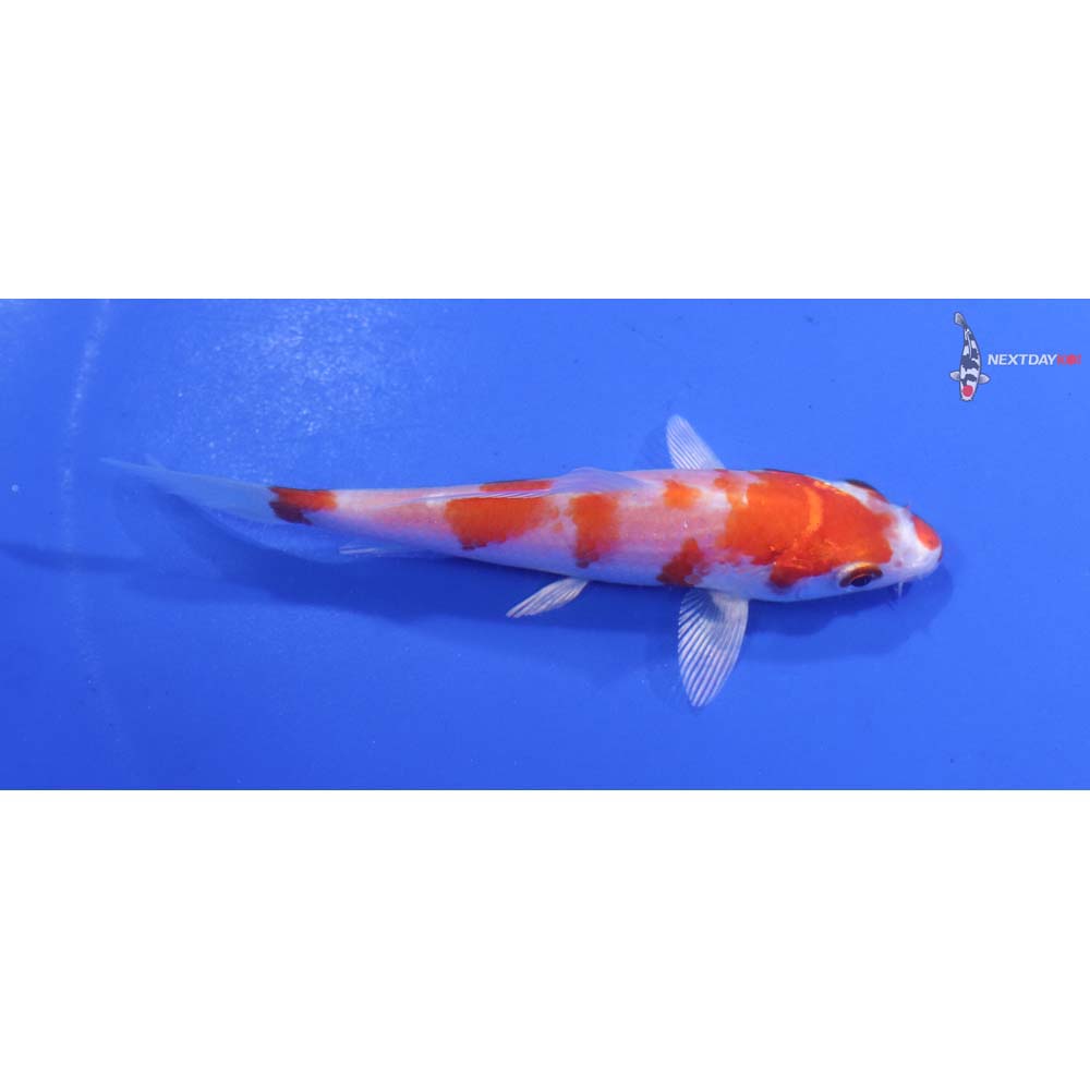 3.5” Imported Hariwake