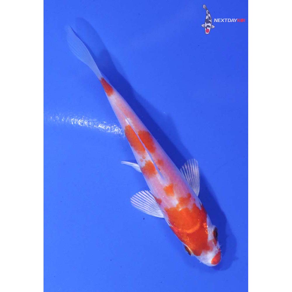 3.5” Imported Hariwake