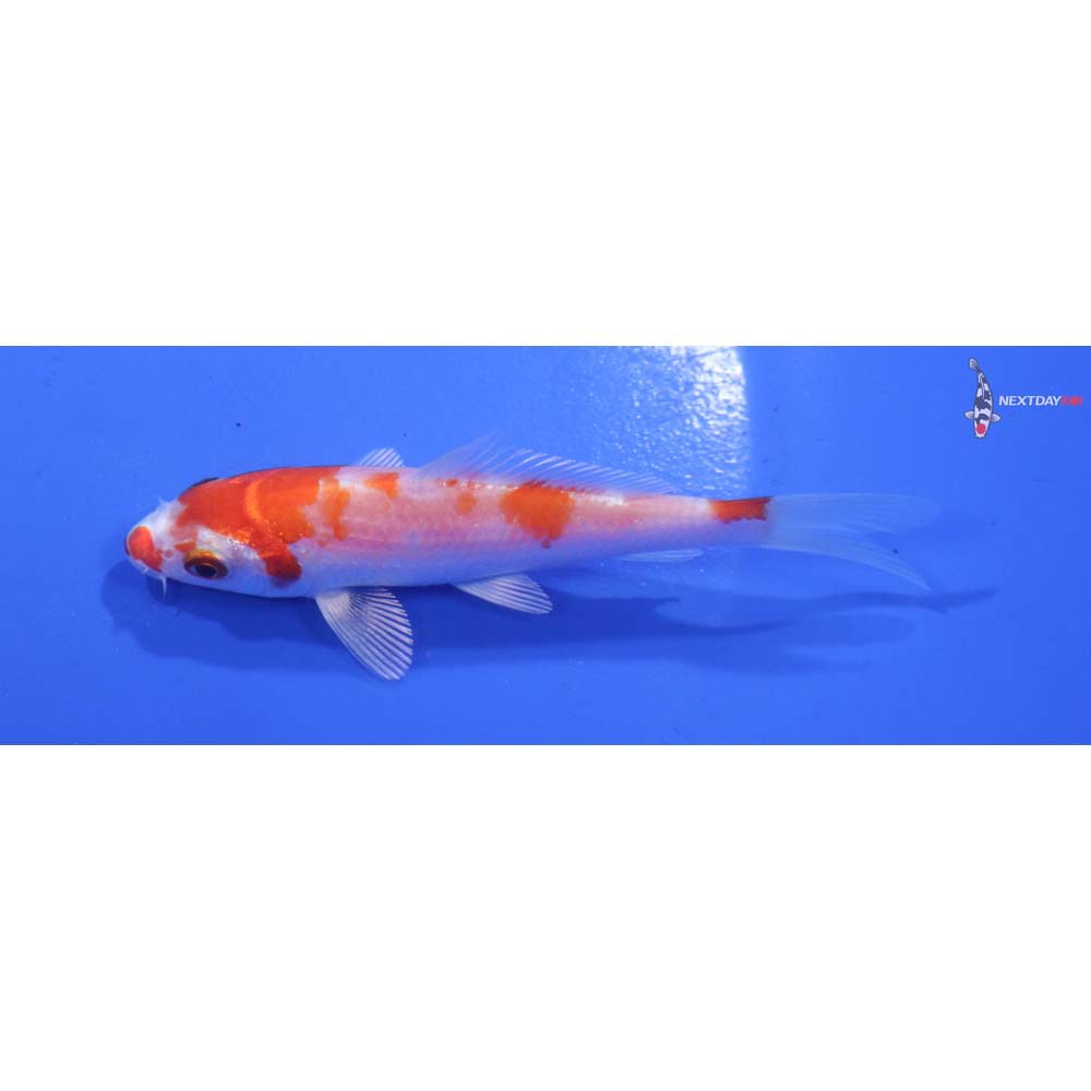 3.5” Imported Hariwake