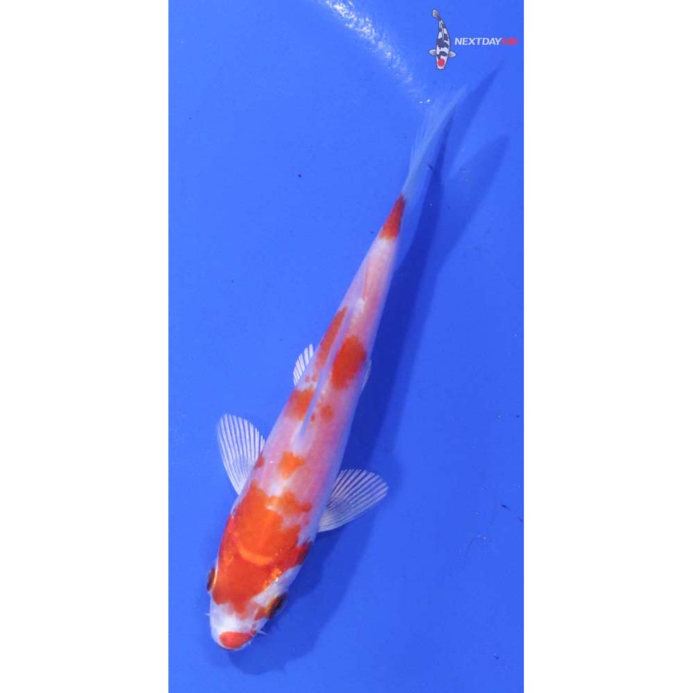 3.5” Imported Hariwake