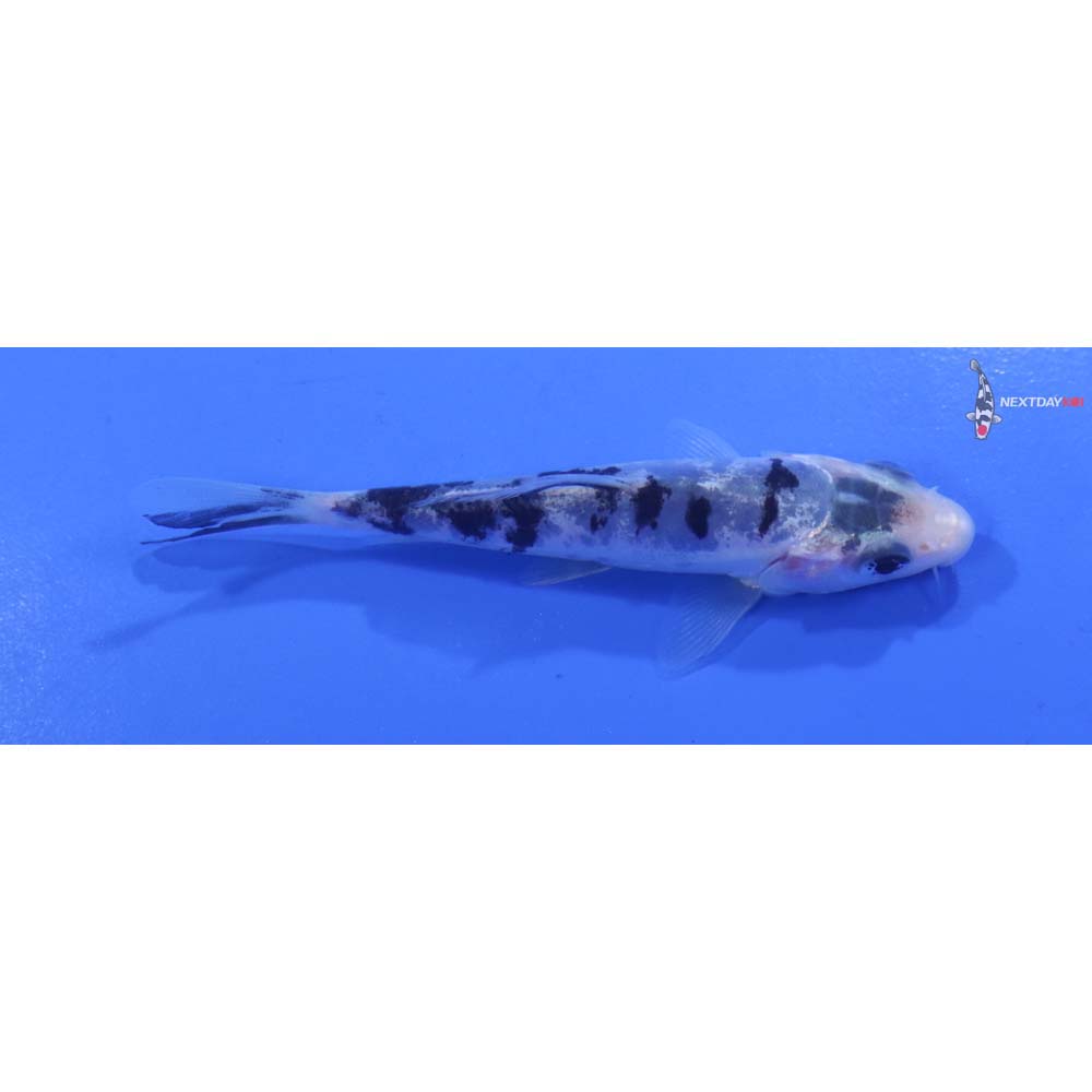3.5” Imported Doitsu Shiro Bekko