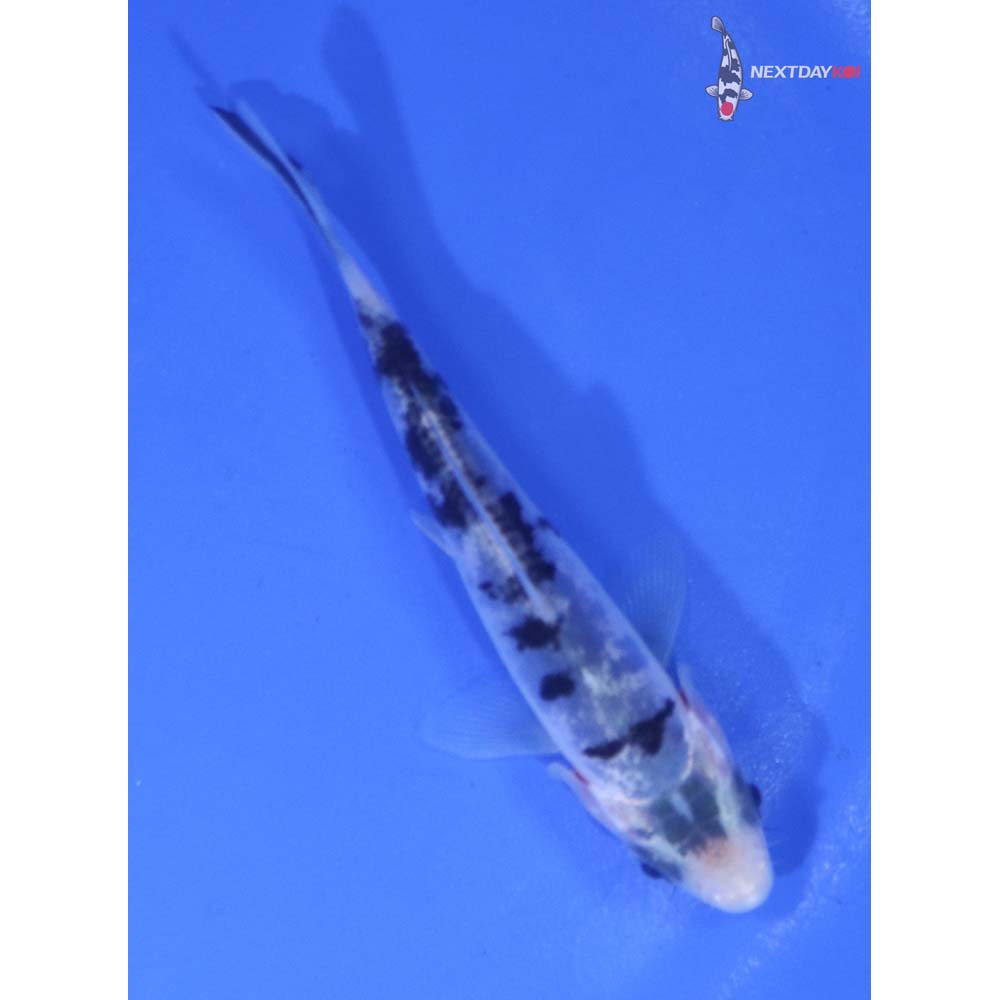 3.5” Imported Doitsu Shiro Bekko