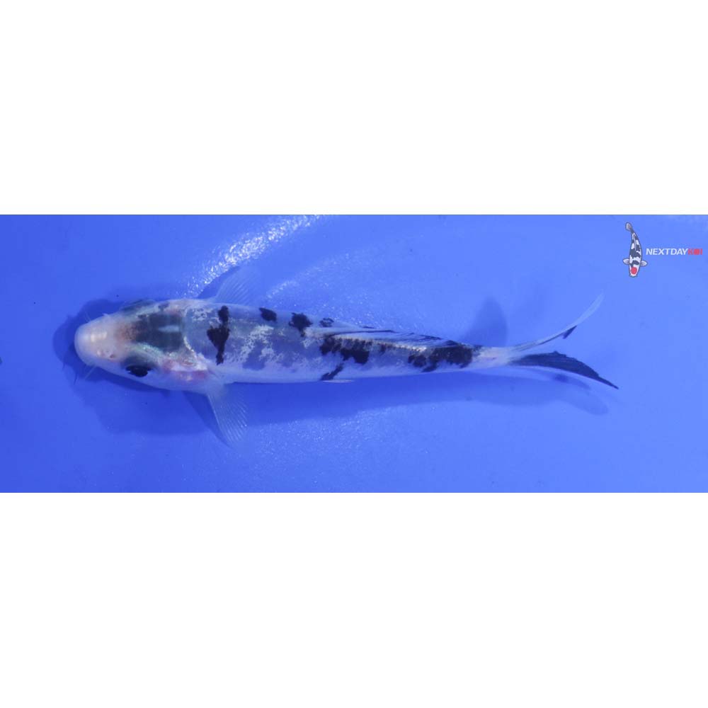 3.5” Imported Doitsu Shiro Bekko