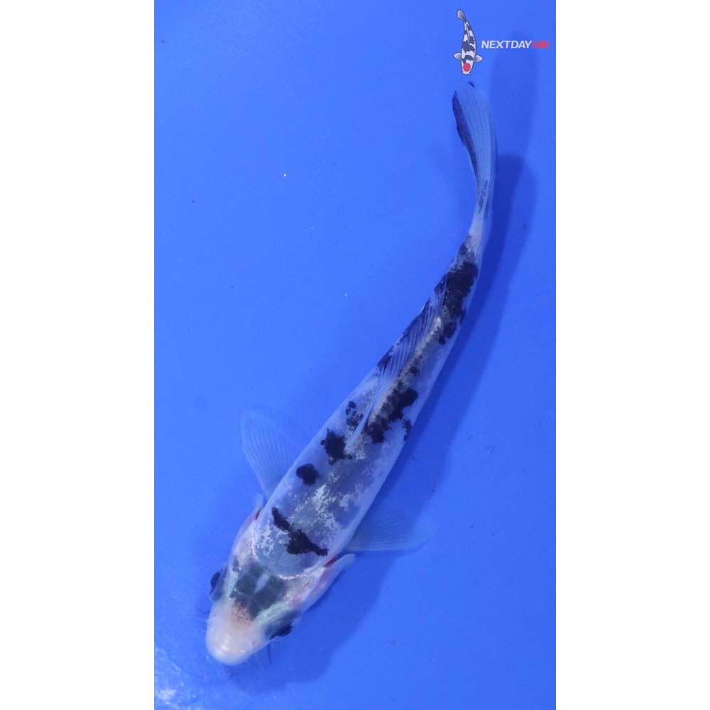 3.5” Imported Doitsu Shiro Bekko