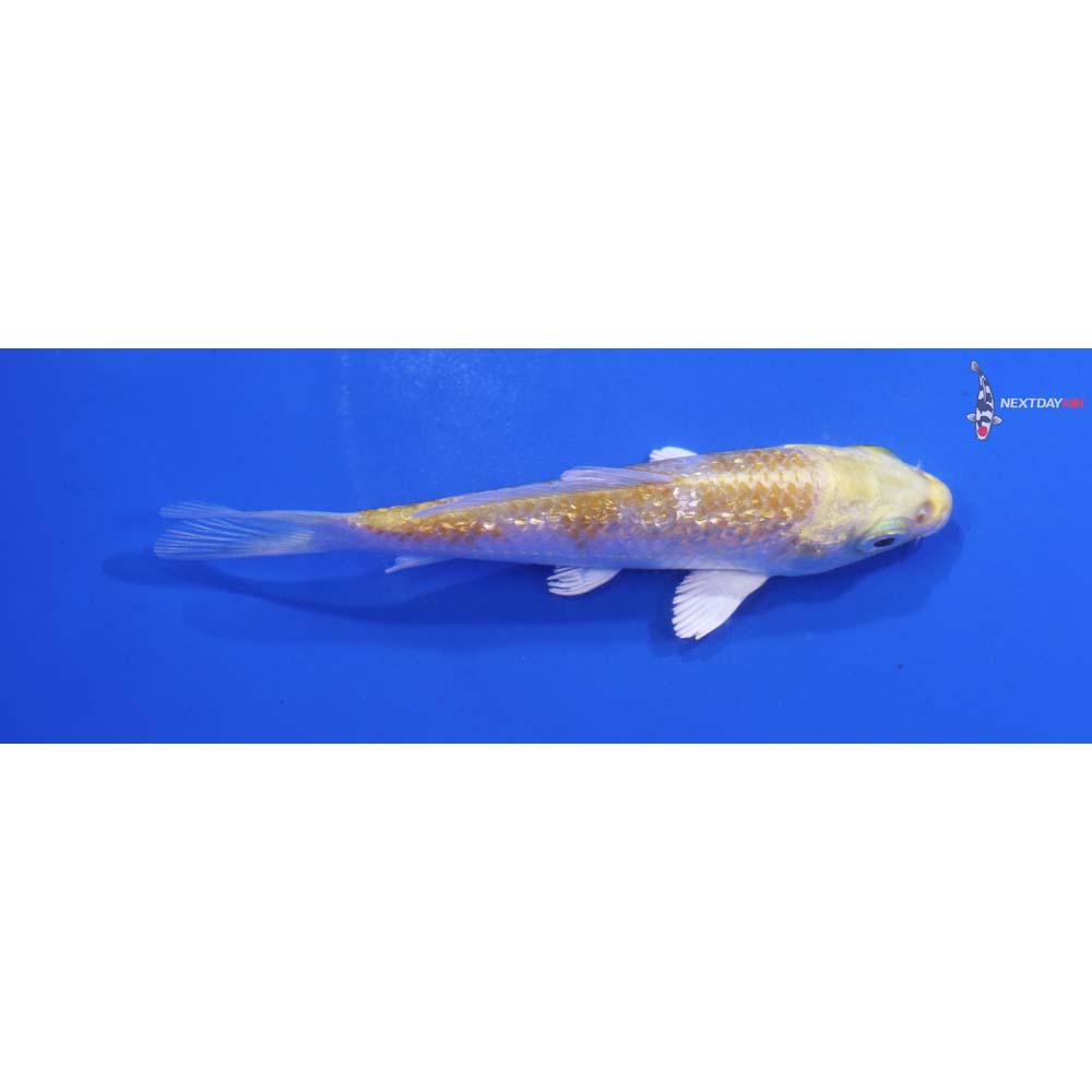 3.5” Imported Lemon Hariwake