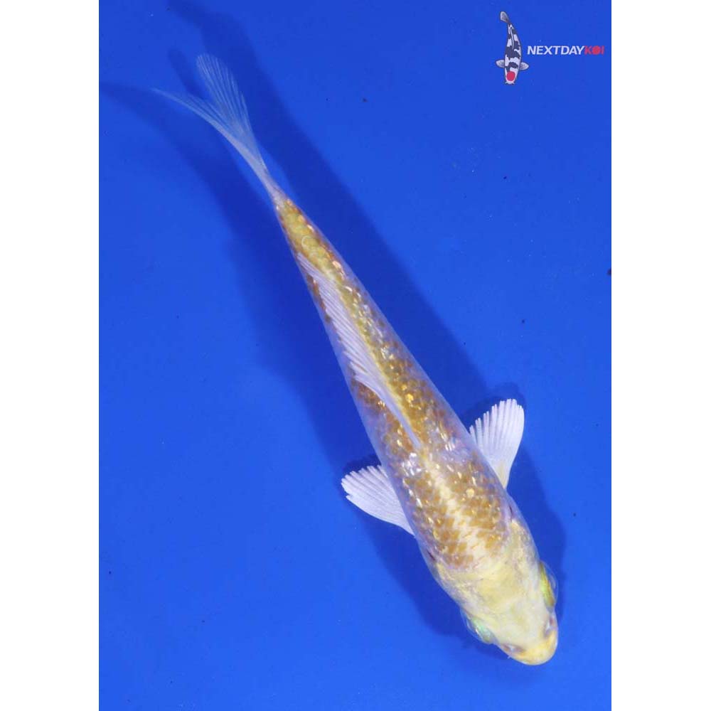 3.5” Imported Lemon Hariwake