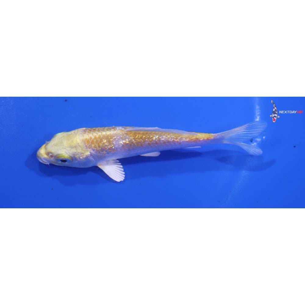 3.5” Imported Lemon Hariwake
